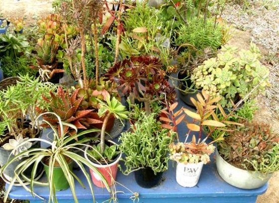 80+ plants in pots