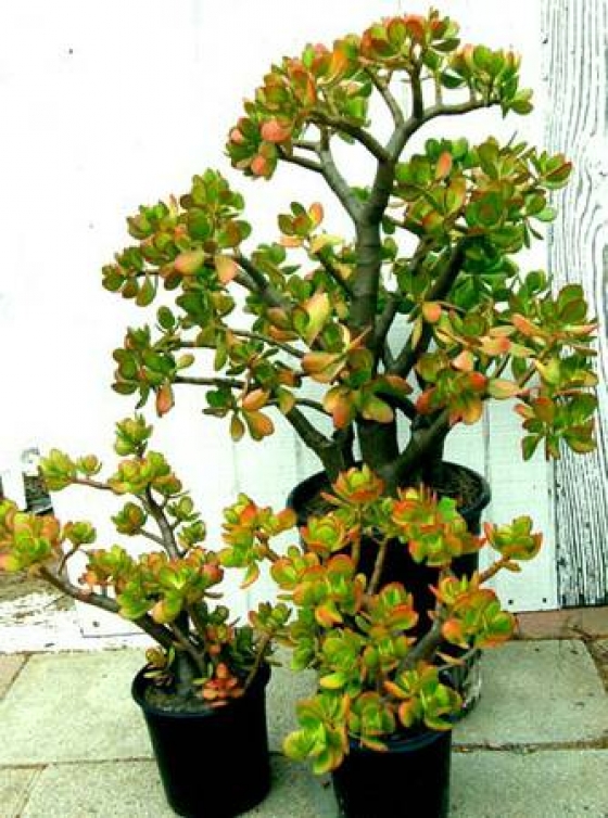 crassula ovata - jade plants