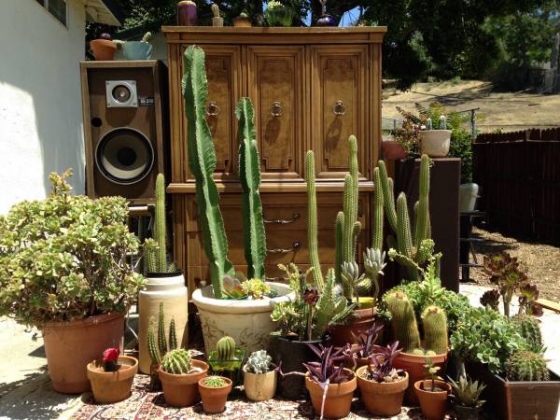 Cactus & Succulent Lot/Potted Desert Plants/Southwest Landscaping